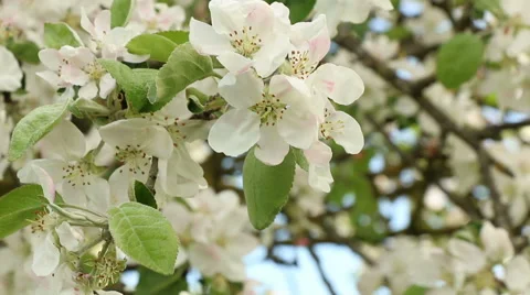 Blossom apple tree branches spring nature footage Video stock 50962764