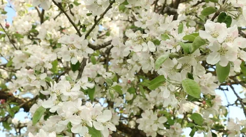 Blossom apple tree branches spring nature footage Video stock 50962967
