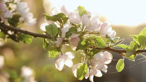 Blossom apple tree with branches with sun flares on background. Apple tree Stock Footage 194442513