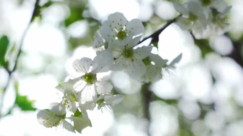 Blossom apple tree branches with sun flares Stock Footage 255225206