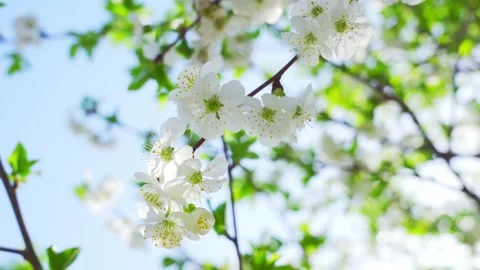Blossom apple tree branches with sun flares Stock Footage 255225252