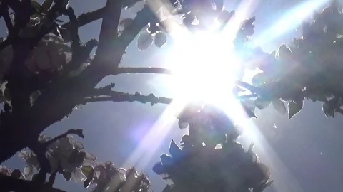 Blossom apple tree flowers springtime sun haze view Stock Footage 89139891
