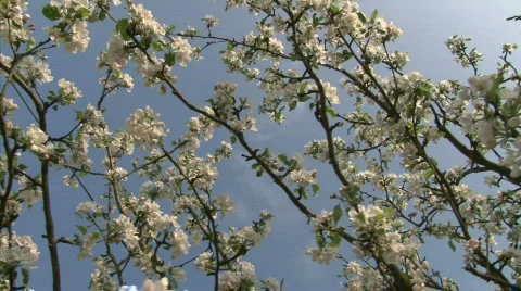 Blossom apple tree Stock Footage 712595