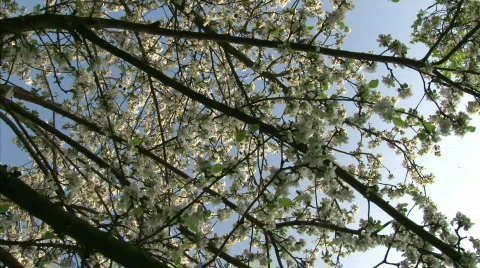 Blossom apple tree Stock Footage 712599