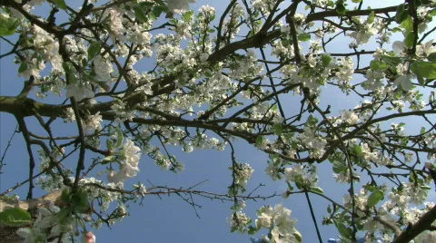 Blossom apple tree Stock Footage 713172