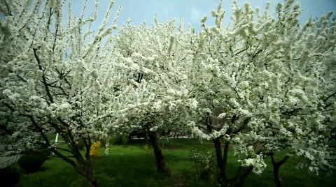 Blossom Apple Tree Video stock 720906