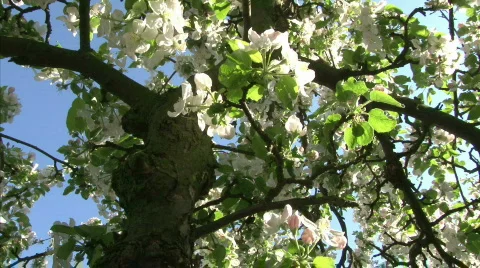 Blossom apple tree Stock Footage 736841