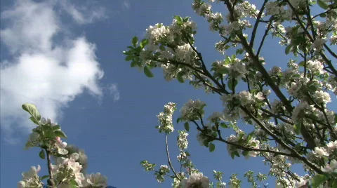 Blossom apple tree Stock Footage 736842