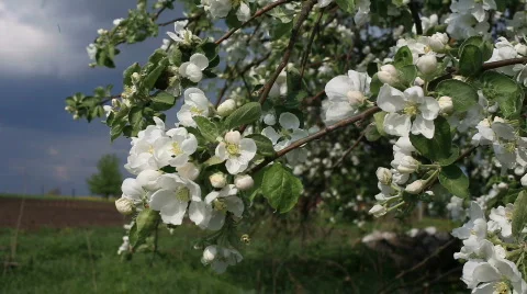 Blossom apple tree Video stock 745664