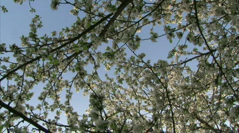 Blossom apple tree Stock Footage 770753