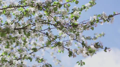 Blossom apple tree Stock Footage 56030661