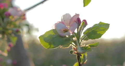 The blossom of an apple tree Stock Footage 238833176