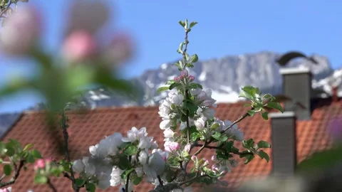 The blossom of an apple tree Stock Footage 277689769