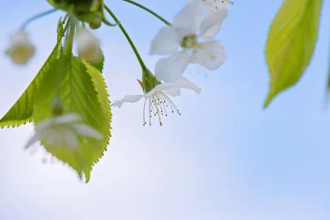 Blossom of apple tree, macro Стоковые фото