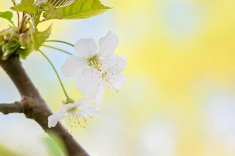 Blossom of apple tree, macro Stock Photos