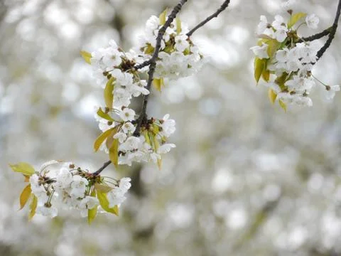Blossom apple tree Foto stock