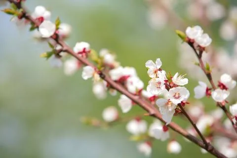 Blossom of an apple tree Foto stock