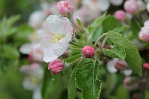 Blossom  of apple tree Stock Photos