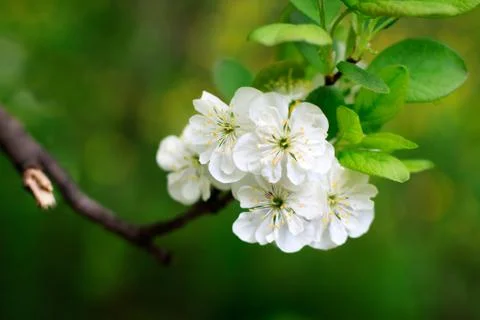Blossom apple tree Stock Photos