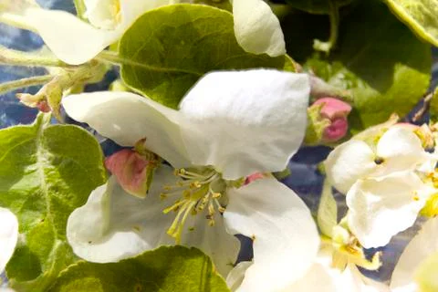 Blossom Apple Tree 写真素材