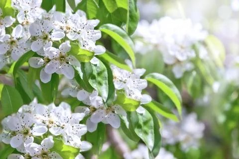 Blossom apple tree Stock Photos