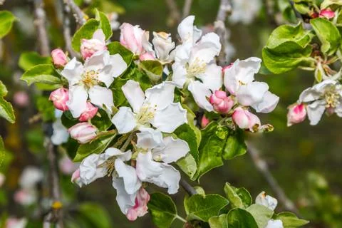 Blossom apple tree in spring Stock Photos