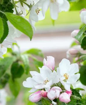 Blossom  apple tree in spring time. Stock Photos