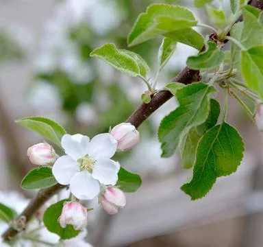 Blossom  apple tree in spring time. Stock Photos