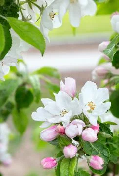 Blossom  apple tree in spring time. Foto stock