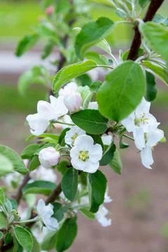 Blossom  apple tree in spring time. Stock Photos