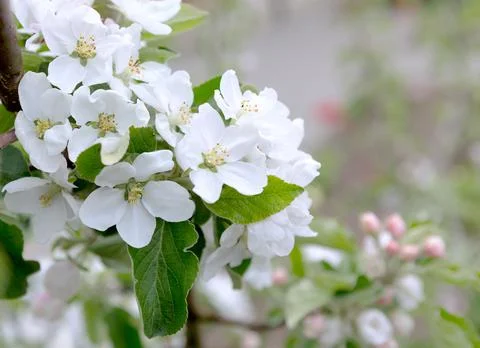 Blossom  apple tree in spring time. Stock Photos