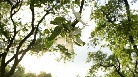 Blossom apple tree with sunset light on background. Apple tree flower close up Stock Footage 154966236