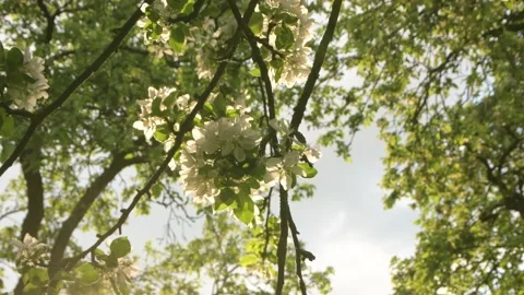 Blossom apple tree with sunset light on background. Apple tree flower close up Vídeo Stock 154966237