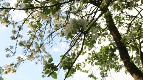 Blossom apple tree with sunset light on background. Apple tree flower close up 動画素材 154966555