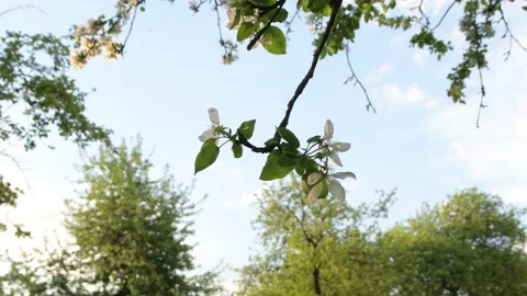 Blossom apple tree with sunset light on background. Apple tree flower close up Vídeo Stock 155076156