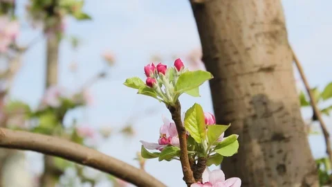 Blossom apples trees Video stock 92926416