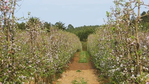 Blossom apples trees 库存影片 92926417