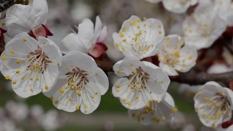Blossom of apricot Video stock 74570702