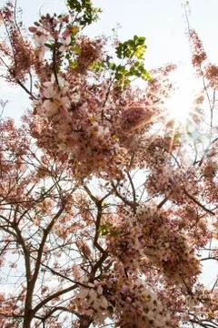 Blossom background Stock Photos