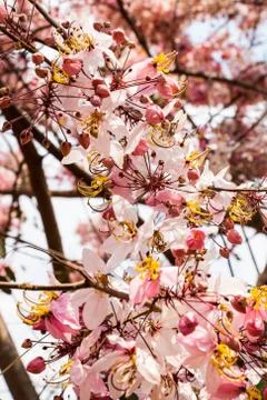 Blossom background Stock Photos