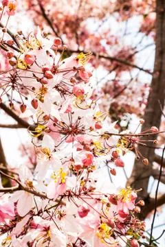 Blossom background Stock Photos