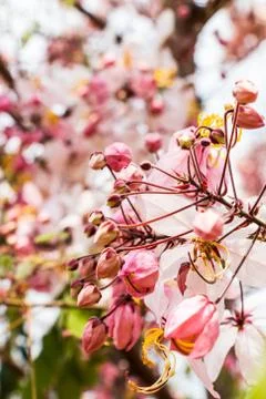 Blossom background Stock Photos