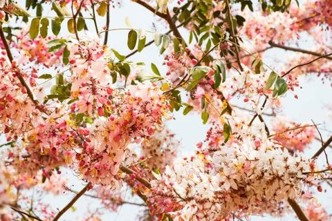 Blossom background Stock Photos