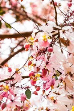 Blossom background Stock Photos