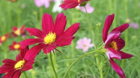 The blossom of beautiful flowers Video stock 257541855