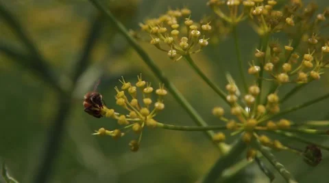 Blossom &amp; Bee Video stock 40754832