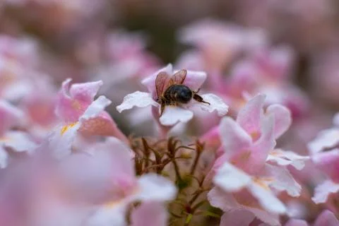 Blossom Bee Foto stock