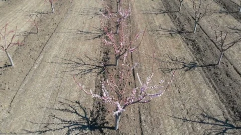 Blossom begins in springtime at agricultural fields Stock Footage 104772816