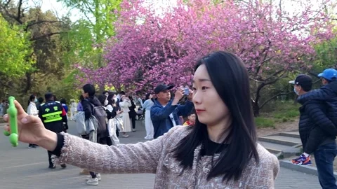 Blossom in Beijing 1 Stock Footage 238970766