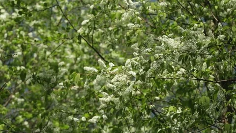 Blossom bird cherry trees wind swaying spring Stock Footage 72916426